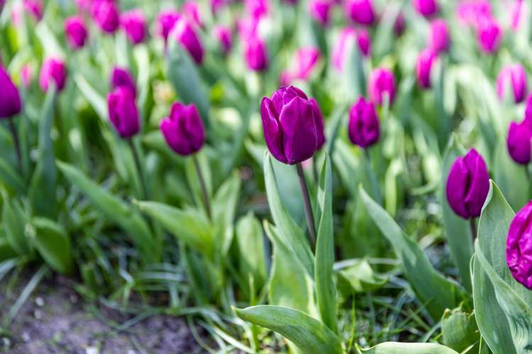 Tulpan 'Purple Prince'